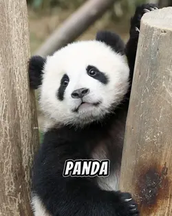 Panda rock 🐼