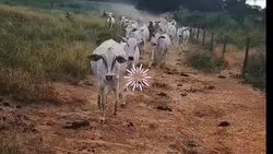introdução roça 