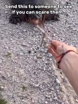 Snapping Turtle Meme
