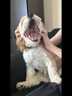 Doggy screaming 