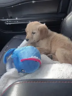 just my baby dog
