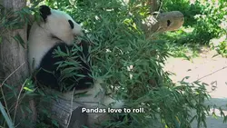 Rolling Panda