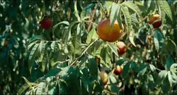Call me by your name
