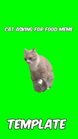 Cat asking for food 