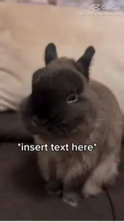 Bunny