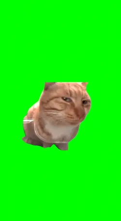 Cat is suspicious
