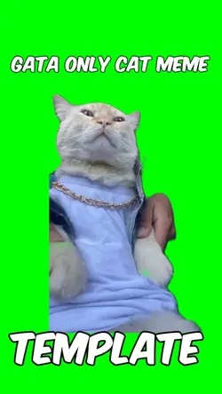 Gata only cat meme