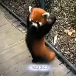 Red panda x Ronaldo