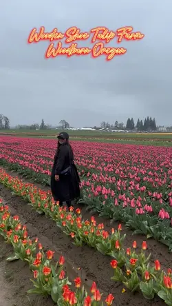 Tulips Farm