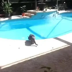 Cat jumping in water