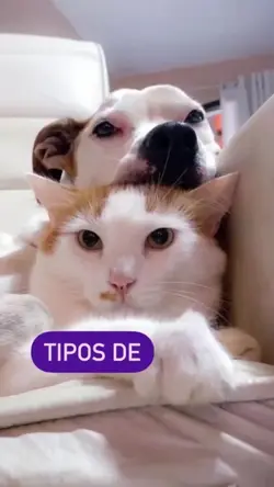 Dia do amigo
