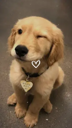 YOUR PET ❤️‍🩹