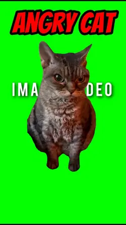 Angry cat