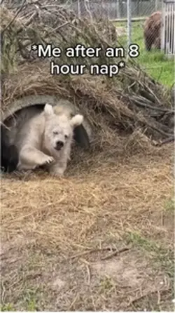 Bear Napping 