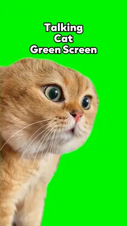Talking Cat