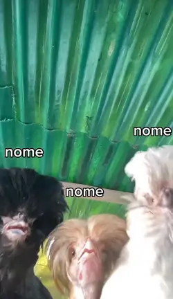 coloque nome da miga