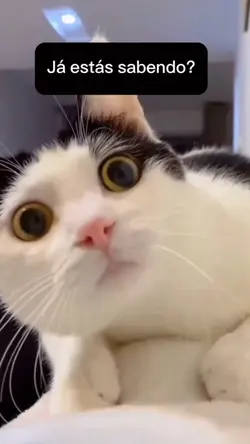 GATINHO - MEME 🏆