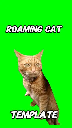 Roaming cat 