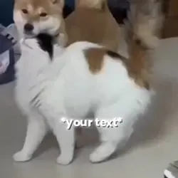 Dog and cat