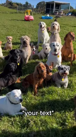 Dog meeting