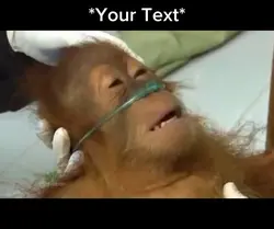Monkey Death bed