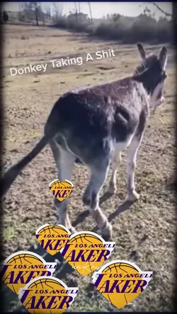 Donkey😂