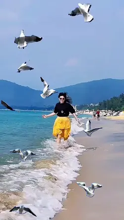 Seagull