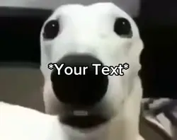 Scared Dog 