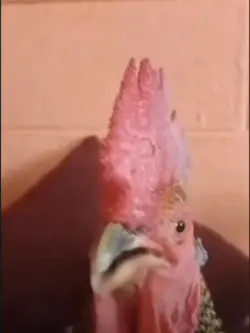 singing chicken