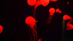 hot firey red 