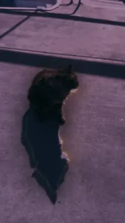 Cat edit