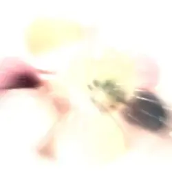 Wt