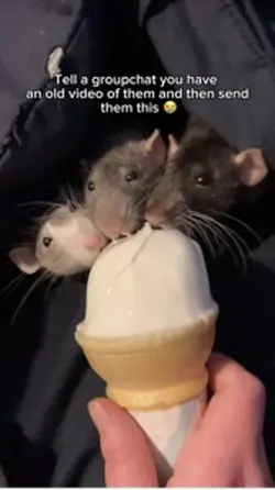 Ice cream
