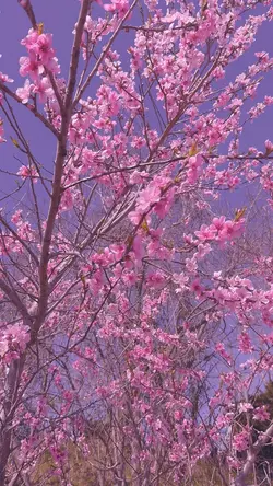 Cherry Blossom 🌸