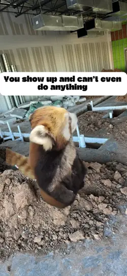 Red Panda