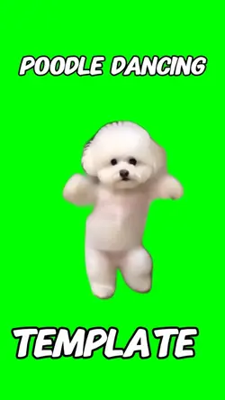 Poodle Dancing Meme
