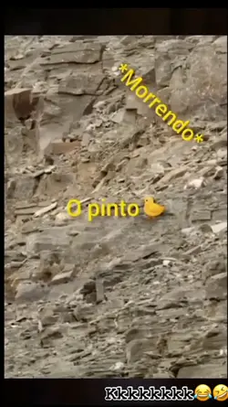 O pinto *morrendo 