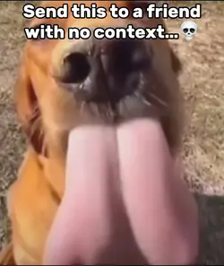 Dog Licking