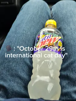 international cat 