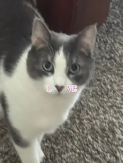 kitty love 