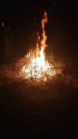 Florida fireflies