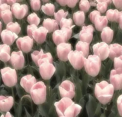 soft