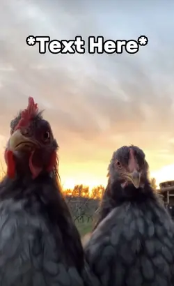 Chicken dance meme 