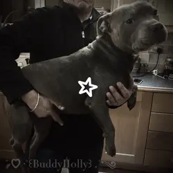 Pitbulls 