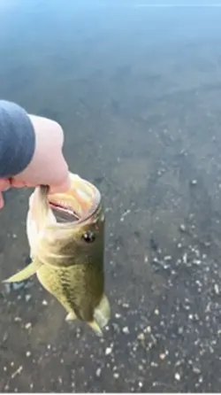 Bass fish release