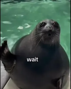 Wait!!
