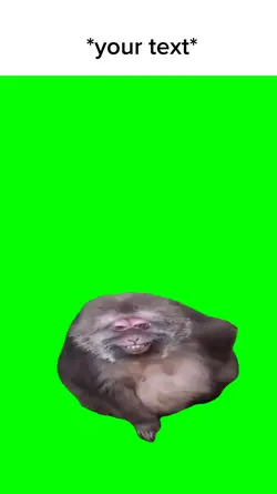 Funny monkey