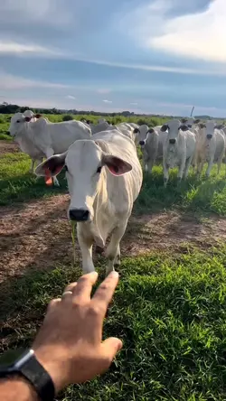 obrigado mamãe 