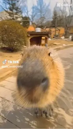 capybara