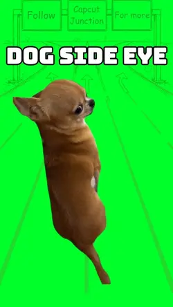Dog Side Eye 